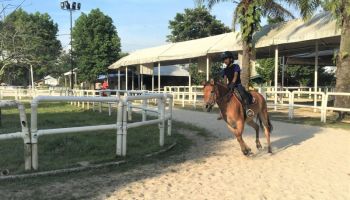 Why Should I Join The Equine School Program at DARC?